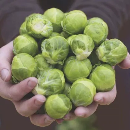 BIO Kel ružičkový Hemera F1 - Brassica oleracea - semená kelu - 20 ks