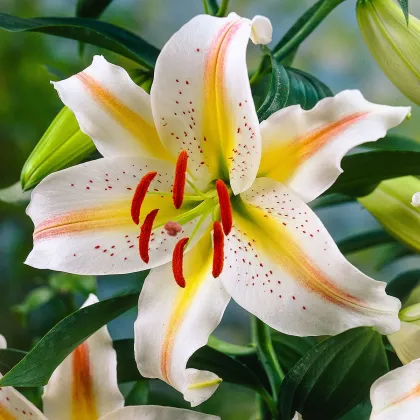 Ľalia Garden Party - Lilium - cibuľa ľalia - 1 ks