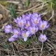 Krókus Tomasiniho Whitewell Purple - Crocus tommasinianus - cibuľoviny - 3 ks