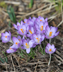 Krókus Tomasiniho Whitewell Purple - Crocus tommasinianus - cibuľoviny - 3 ks