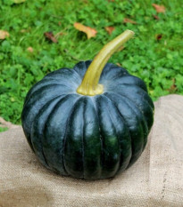 BIO Tekvica Black Futsu - Cucurbita moschata - bio semená tekvice - 7 ks