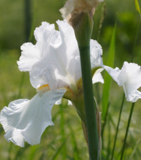 Kosatec nemecký biely - Iris germanica - hľuzy kosatca - 1 ks