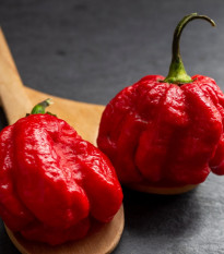 Chilli Trinidad Scorpion Butch - Capsicum chinense - semená chilli - 5 ks