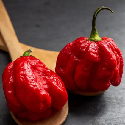 Chilli Trinidad Scorpion Butch - Capsicum chinense - semená chilli - 5 ks