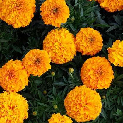 Aksamietnica vzpriamená obrovská - Sunset - Tagetes erecta - semená - 0,3 g