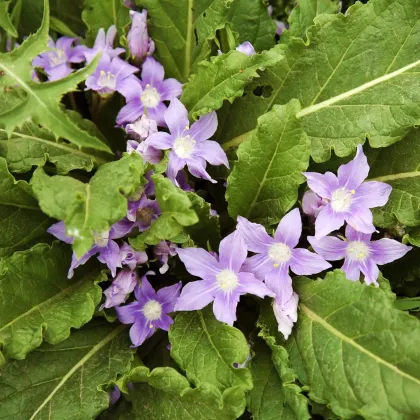 Mandragora lekárska - Mandragora officinalis - semená mandragory - 6 ks