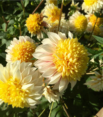 Georgína Polka - Dahlia - hľuzy georgíny - 1 ks