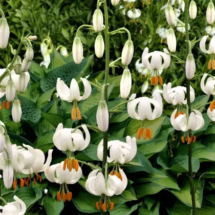 Ľalia Martagon Snowy Morning - Lilium martagon - cibuľa ľalia - 1 ks