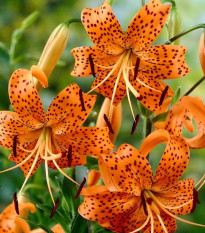 Ľalia Tigrinum - Lilium - cibuľa ľalia - 1 ks