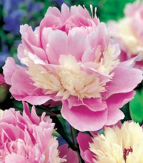 Pivónia Sorbet - Paeonia - hľuzy pivónie - 1 ks