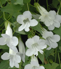 Asarina pnúca Snowhite - Asarina scandens - semená asariny - 20 ks