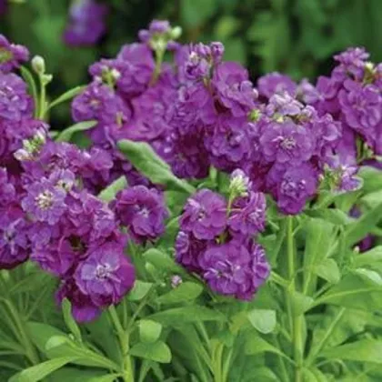 Fiala Hot cakes - Matthiola incana - semená fialy - 40 ks ​