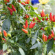 Chilli Thai Hot Birds Eye - Capsicum annuum - semená chilli - 6 ks