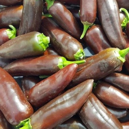 Chilli Jalapeno Brown - Capsicum annuum - semená chilli - 5 ks