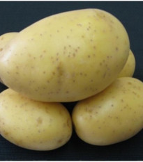 Sadbové zemiaky Princess - Solanum tuberosum - 5 kg ​