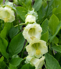 Kobea ťahavá biela - Cobaea scandens - semená - 7 ks