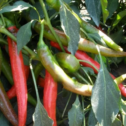 Paprika Pálivec - Capsicum annuum - semená papriky - 20 ks