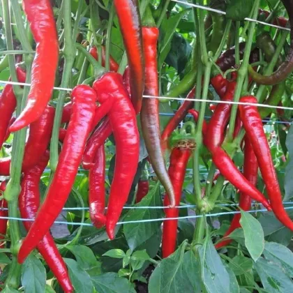 Paprika Pálivec - Capsicum annuum - semená papriky - 20 ks