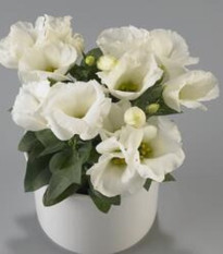 Eustoma Carmen Ivory F1 – Eustoma grandiflorum – semená eustomy – 12 ks