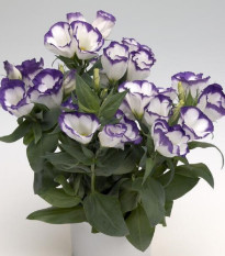 Eustoma Blue Rim F1 – Eustoma grandiflorum – semena eustomy – 12 ks