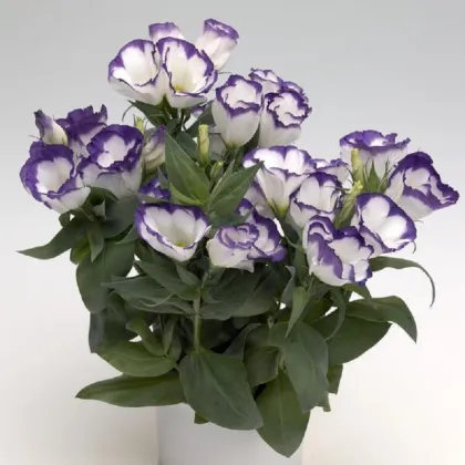 Eustoma Blue Rim F1 – Eustoma grandiflorum – semena eustomy – 12 ks