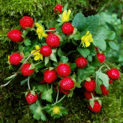 Jahôdka indická Tutti Frutti – Duchesnea indica – pestovanie ​