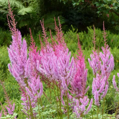 Astilba čínska ružová - Astilbe chinensis var. pumila - semená astilby - 10 ks​