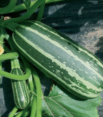 Cuketa Bush Baby F1 Marrow - Cucurbita pepo - semená cukety - 6 ks ​