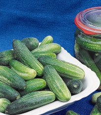 Uhorka Tellus F1 - Cucumis sativus - semená uhorky - 4 ks