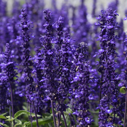Šalvia Westfriesland - Salvia nemorosa - semená šalvie - 20 ks