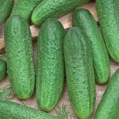 Uhorka Profi F1 - Cucumis sativus - semená uhorky - 15 ks