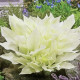 Funkia - Hosta White Feather - hľuzy funkie - 1 ks