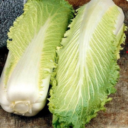 BIO Kapusta pekingská Granat - Brassica oleracea - bio semená kapusty - 100 ks