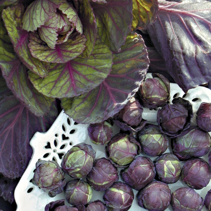 BIO Kel ružičkový Rubine - Brassica oleracea - semená kelu - 40 ks