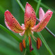 Ľalia Martagon Manitoba - Lilium martagon - cibuľoviny - 1 ks