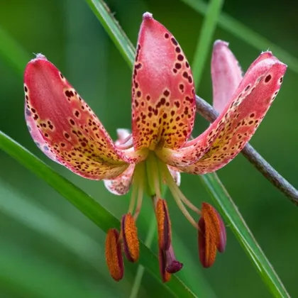 Ľalia Martagon Manitoba - Lilium - cibuľoviny - 1 ks