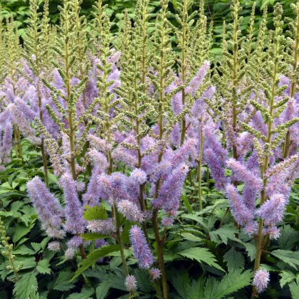 Astilba Pumila - Astilbe - hľuzy astilby - 1 ks