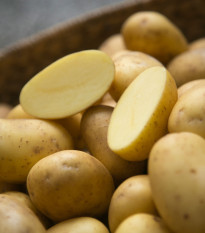 Sadbové zemiaky Belana - Solanum tuberosum - Kiepenkerl - 10 ks