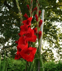 Gladiola červená - Gladiolus Hunting song - hľuzy gladioly - 3 ks