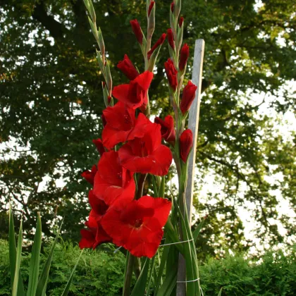 Gladiola červená - Gladiolus Hunting song - hľuzy gladioly - 3 ks