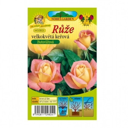 Ruža veľkokvetá kríková žltoružová - Rosa - prostokorenené sadenice ruže - 1 ks