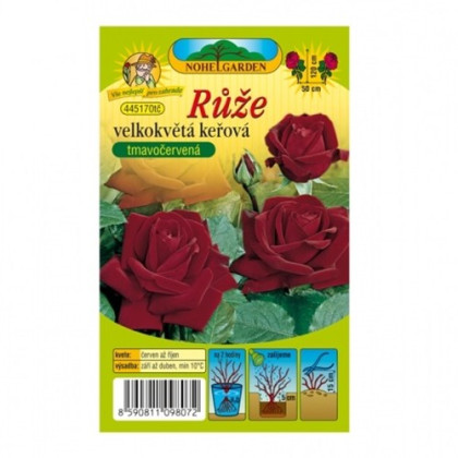 Ruža veľkokvetá kríková tmavočervená - Rosa - jednoducho korenené sadenice ruže - 1 ks