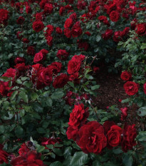 Ruža veľkokvetá kríková tmavočervená - Rosa - jednoducho korenené sadenice ruže - 1 ks