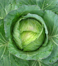 Kel hlávkový Predzvesť - Brassica oleracea var. Sabauda - semená kelu - 100 ks