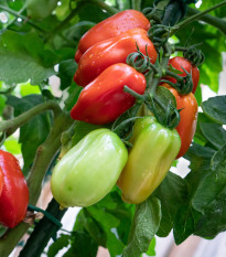 Paradajka San Marzano Gigante F1 - Solanum lycopersicum - semená paradajky - 8 ks