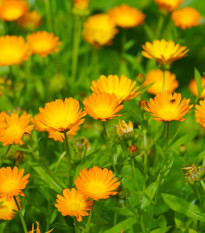 BIO Nechtík lekársky oranžový - Calendula officinalis - semená nechtíka - 30 ks