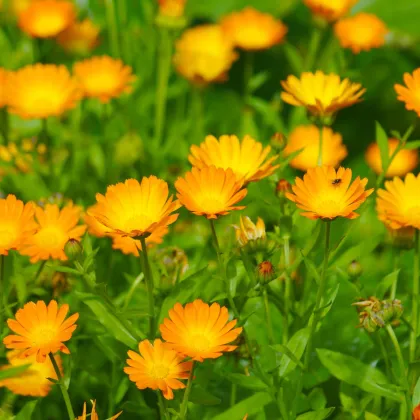 BIO Nechtík lekársky oranžový - Calendula officinalis - semená nechtíka - 30 ks