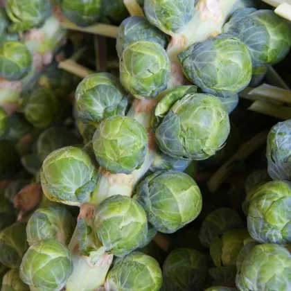 BIO Kel ružičkový Igor F1 - Brassica oleracea - semená kelu - 20 ks