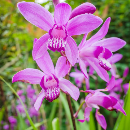 Orchidea vzpriamená ružová - Bletilla striata pink - hľuzy orchidey - 1 ks