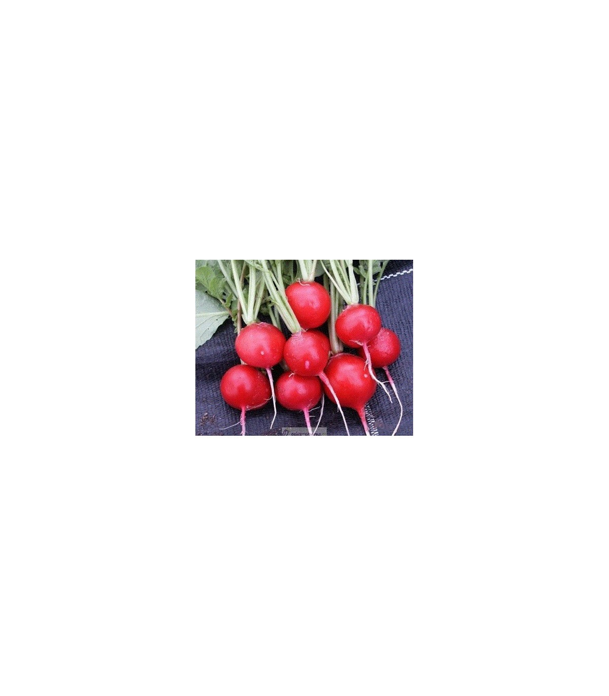 Reďkovka červená guľatá - Carnita - predaj semien reďkovky - 50ks